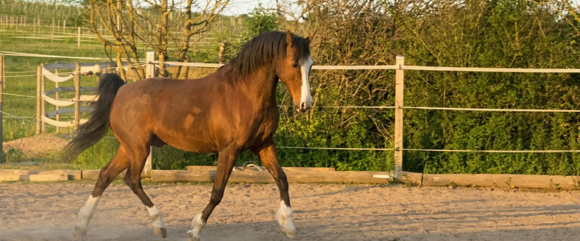 Pferd in freier Bewegung