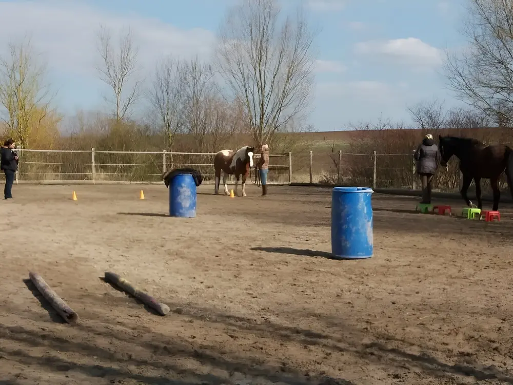 Rebekka Vogel-Stöckermann bei der Arbeit mit einem Pferd